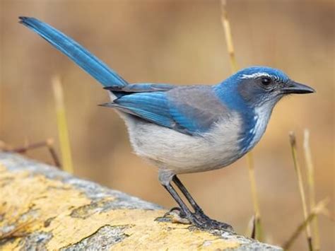 California Scrub-Jay | Celebrate Urban Birds