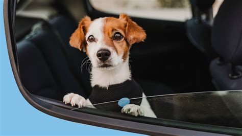 So your dog doesn't love the car? | Animal Humane Society