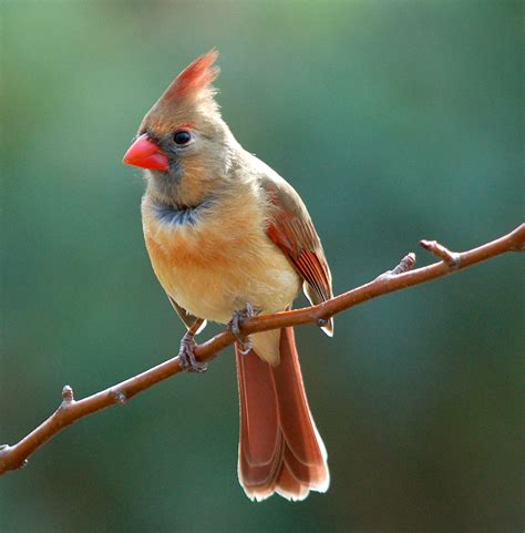 Spirit of the Cowgirl: Female Cardinals