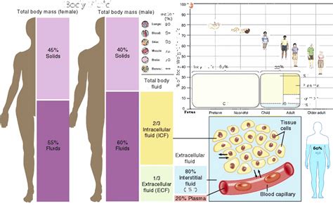 Blood Plasma Vs Interstitial Fluid - cloudshareinfo