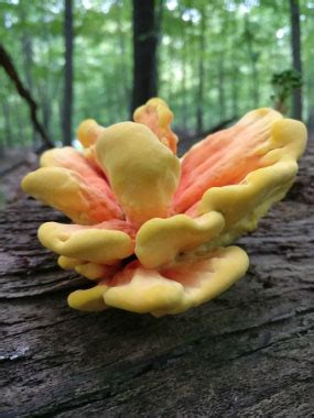 Chicken Of The Woods Identification: Pictures, Habitat, Season & Spore Print | Laetiporus sulphureus