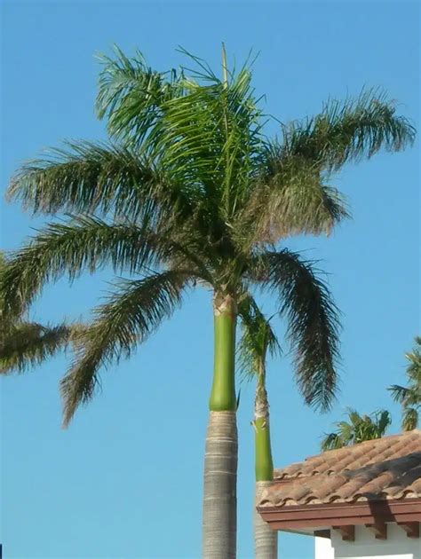 Royal Palm - Panorama Tree Care