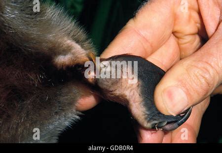 The male platypus has a venomous spur on its hind foot capable of dispensing a poison that can ...