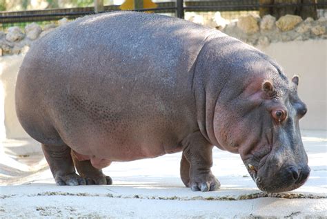 Hippopotamus Walking in a Zoo #4241465, 3585x2400 | All For Desktop