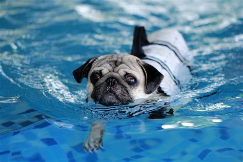Pet Hydrotherapy | Animal Hospital | Clifton | Nutley | Montclair Valley Animal Hospital ...