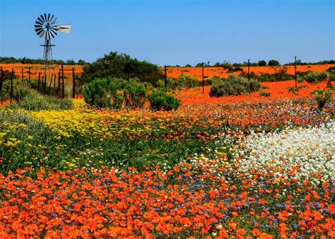 Visit Namaqualand on a trip to South Africa | Audley Travel