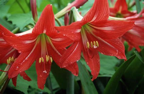 Amaryllis: Plant Care & Growing Guide