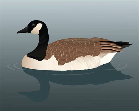 Canadian Goose Illustrations, Royalty-Free Vector Graphics & Clip Art ...