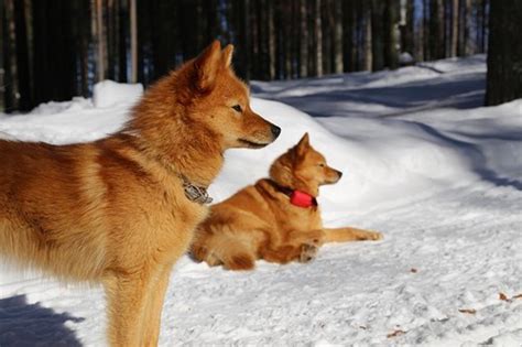 11 Dogs That Look Like a Fox | PetHelpful