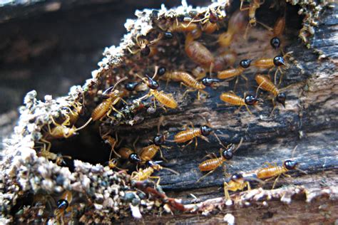 Augusta Termite Control | Termite Exterminator KS