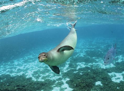 Papahānaumokuākea Marine National Monument