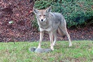 Tips for living with coyotes in urban areas | OutDoors Unlimited Media ...