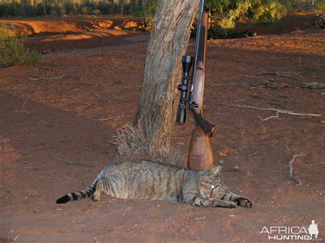 Hunting Feral Cat in Australia | AfricaHunting.com