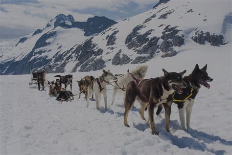 Shore Excursion Spotlight: Dog Sledding in Alaska | Celebrity Cruises