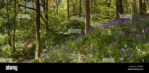 Aughton woods, lancashire hi-res stock photography and images - Alamy