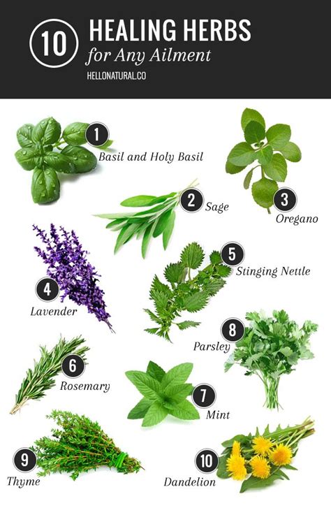 10 Healing Herbs List for Any Ailment | HelloNatural.co | Geneeskrachtige planten ...