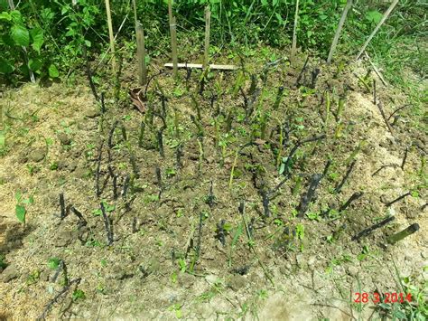 Experimental Farming: Avocado Cuttings.