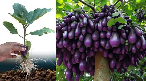 Best Techniques Growing Eggplant trees with Banana fruit Using Unique Skill For grow at home ...