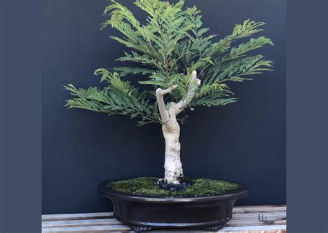 Care guide for Jacaranda Bonsai (Jacaranda mimosifolia) - Bonsai Empire