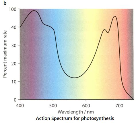 Xanthophyll Absorption Spectrum