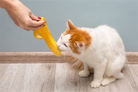 Young Domestic Cat Tastes Yellow Banana Peel Stock Photo - Image of ...