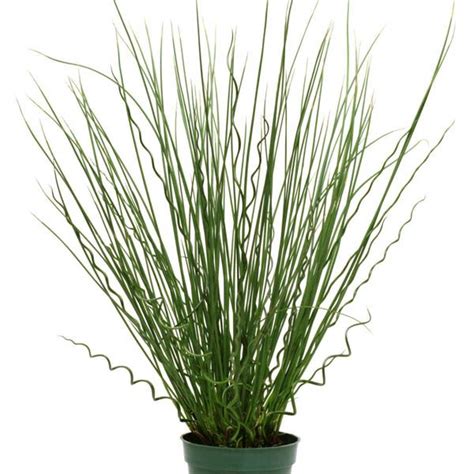 Juncus Grass | Flowers - Annuals | Scheeringa Farm