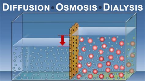 Diffusion, Osmosis and Dialysis (IQOG-CSIC) - YouTube