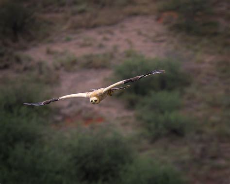 What is ecosystem conservation, and why is it so important? - Tsavo Trust