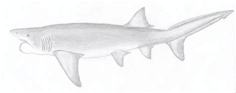 Helicoprion bessonovi by Ictonyx on DeviantArt