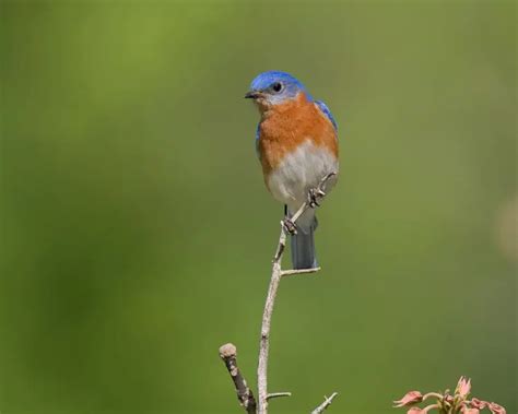 Eastern Bluebird - Facts, Diet, Habitat & Pictures on Animalia.bio