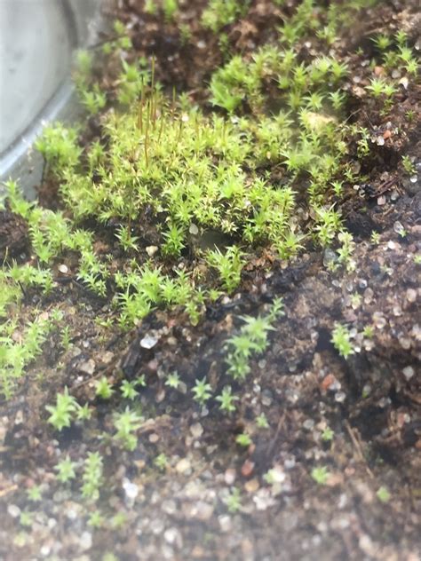 Moss identification - FlyTrapCare Forums