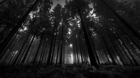 2560x1440 dark forest, HD Wallpaper | Rare Gallery