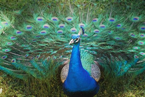 Peacocks | National Geographic | Peacock pictures, Peacock, Peacock facts