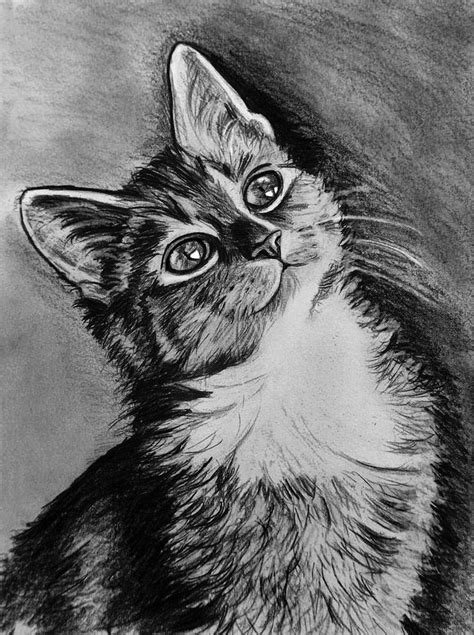 Cat Charcoal Drawing at PaintingValley.com | Explore collection of Cat ...