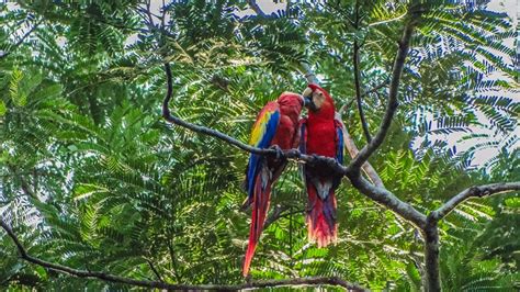 The WILD Scarlet Macaw is NOT a Pet! - My Beautiful Belize