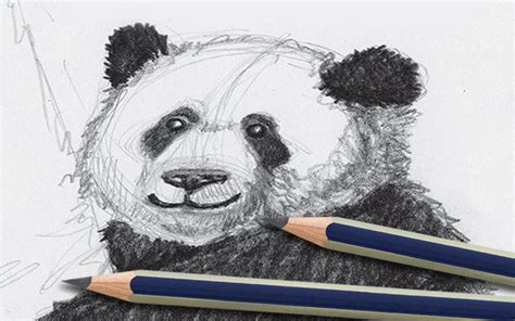 Drawing for Kids! - A How to Draw and Sketch Graphite Guide – Faber-Castell USA