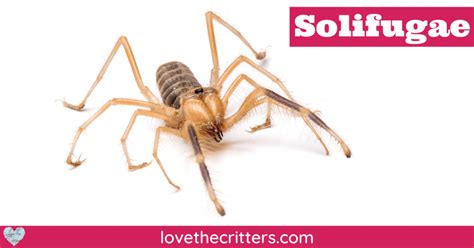 Solifugae - Love The Critters