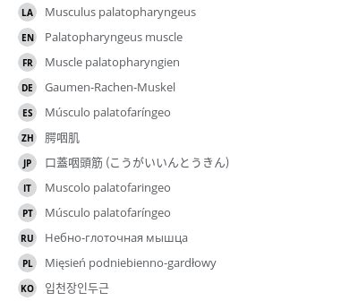 Palatopharyngeus muscle - e-Anatomy - IMAIOS