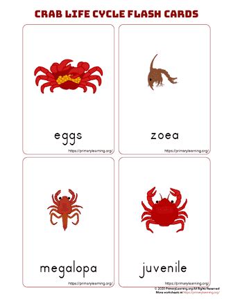 Crab Life Cycle Flashcards | PrimaryLearning.Org