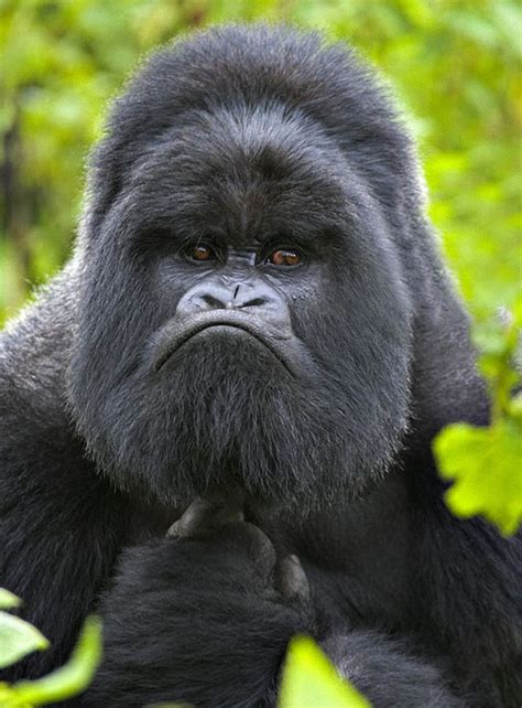 angry gorilla « MyConfinedSpace