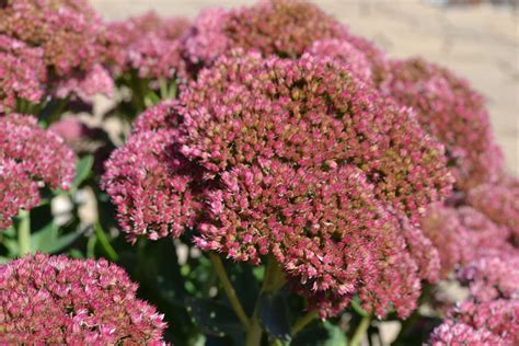 Fall flowering perennials add needed color to your landscape.