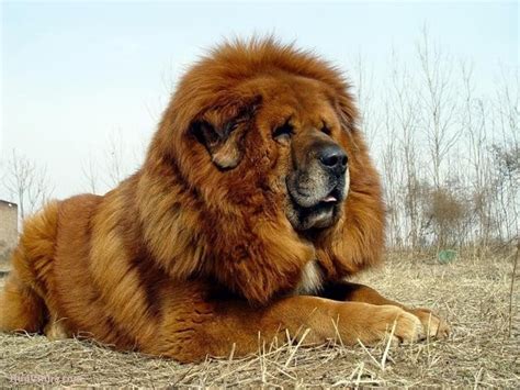 10 Dogs Developed from Tibetan Mastiff | HubPages