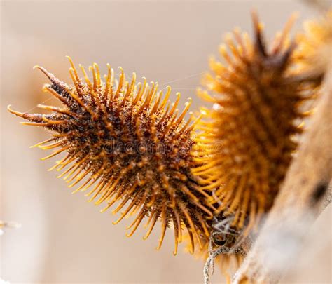 Cocklebur seed stock photo. Image of kanagawa, field - 175749920