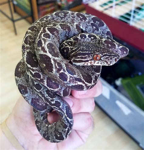 Garden Phase Amazon Tree Boa for sale | Snakes at Sunset