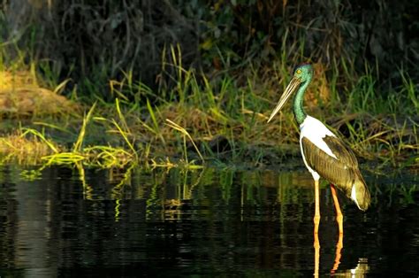 What animals can you see in Kakadu National Park? - The Wildlife Diaries