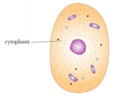 Where Is The Cytoplasm Found