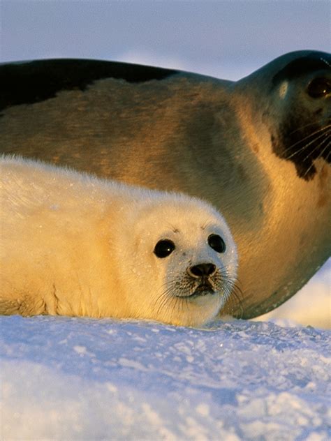 Images Of Baby Seals