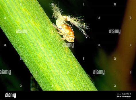 Adult and nymph stage passion vine hopper (Scolypopa australis Stock Photo - Alamy