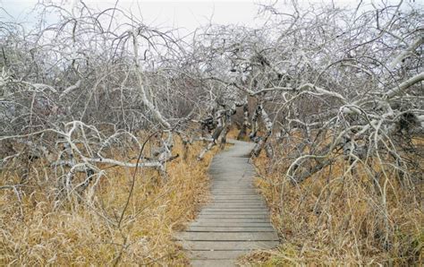 The Crooked Bush: Saskatchewan’s botanical phenomenon | Canadian Geographic