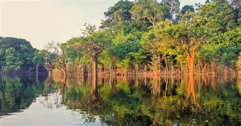 Manaus: Amazon Jungle Half-Day Walking Tour | GetYourGuide